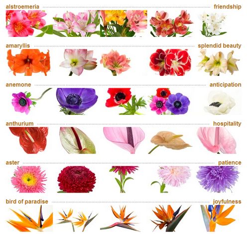 Names Of Flowers In Alphabetical Order A List Of Flower Names From A