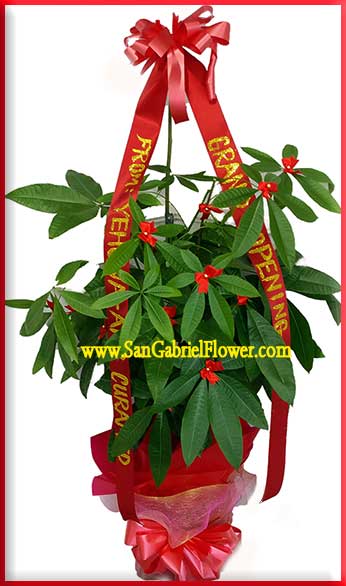 money tree