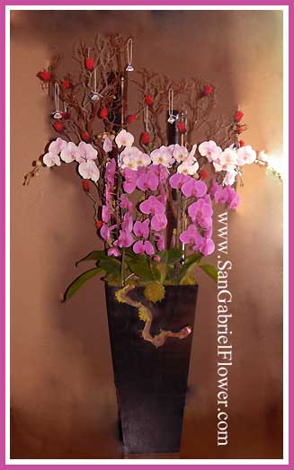 orchid plant